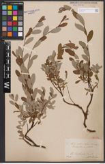 Salix aurita L. x Salix repens L.